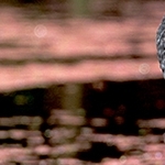 cormoran  algues Azolla funiculoîde